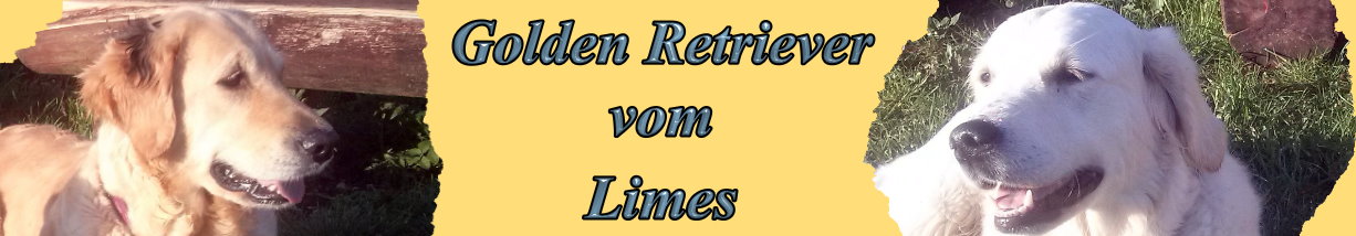 Bilder von den Golden Retriever vom Limes  copyright (c) 2014